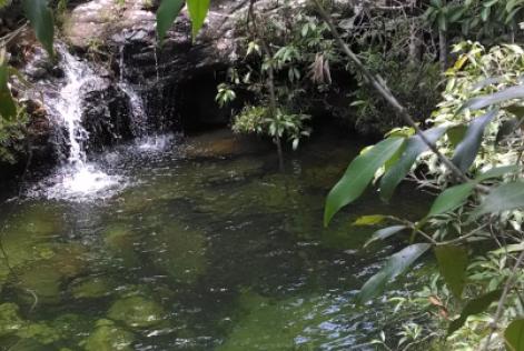 Chamada Diálogo Florestal