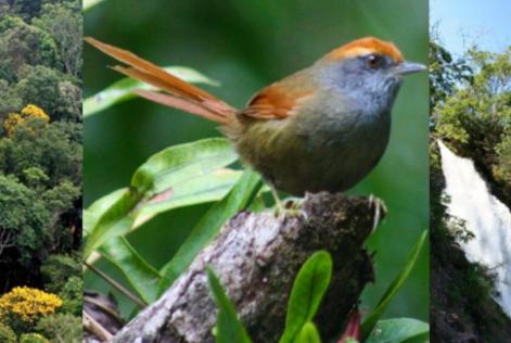 Dia Internacional das Florestas