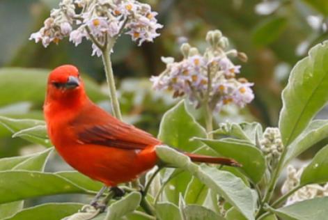 Década sobre Restauração de Ecossistemas