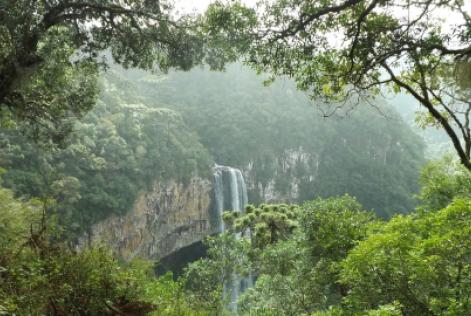 Dia da Mata Atlântica