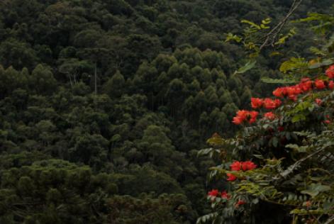 Dia Mundial do Meio Ambiente