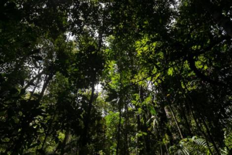 Floresta Nacional do Tapajós