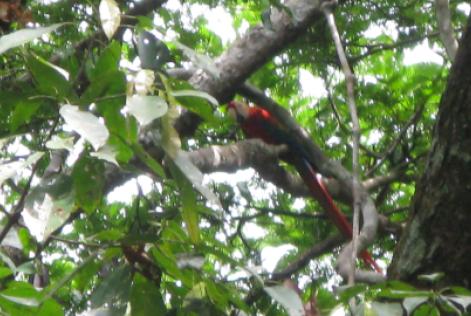 FSC em defesa da Amazônia