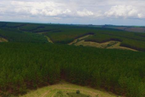 Vale do Rio Grande Reflorestamento