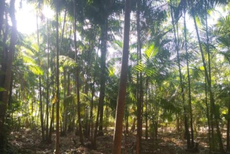 Manejo comunitário de açaí no território do Bailique