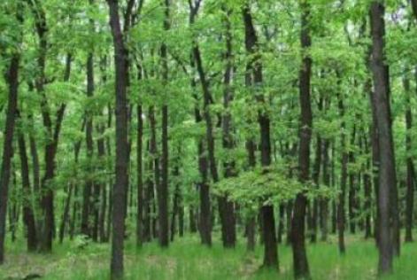 política de conversão