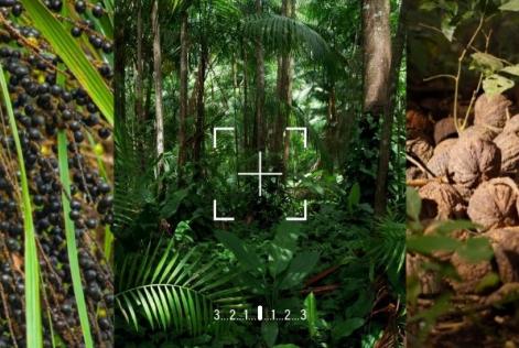 Histórias da Floresta