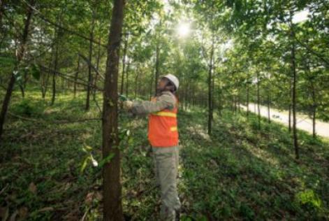 Requisitos Essenciais do Trabalho do FSC