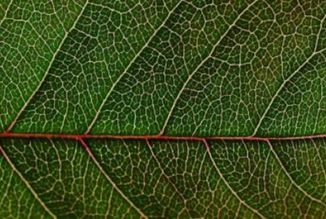 COP26 - mensagem Kim Carstensen